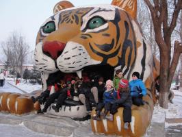 Siberian Tiger in Harbin China